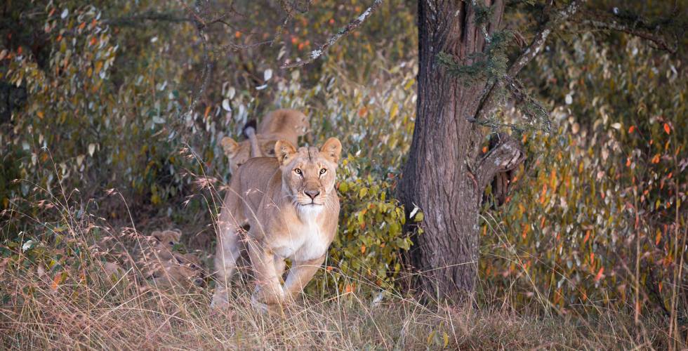Alex Walker's Serian_Masai Mara_Serengeti Lion