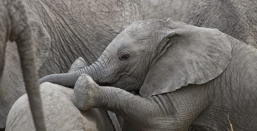 Photography Workshops Elephant in the Serengeti