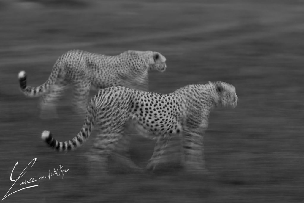 Cheetah Vs Hyena With Pir Lance Van De Vyver Alex Walker S Serian